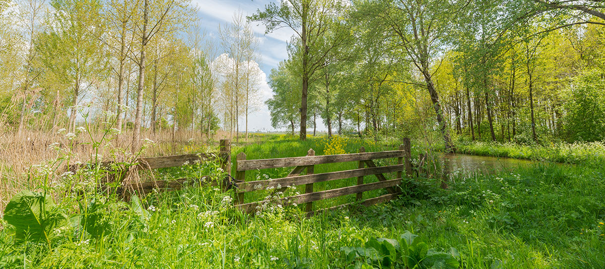 Snoeien van wilgentakken in de Avelingen