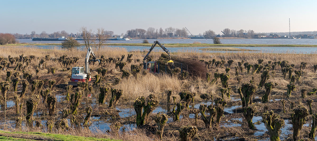 Snoeien van wilgentakken in de Avelingen