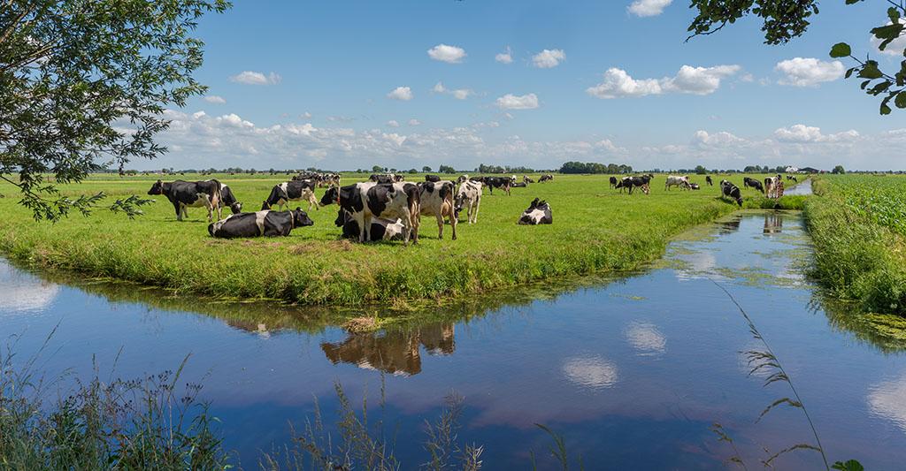 Doorkijkje naar weiland met koeien