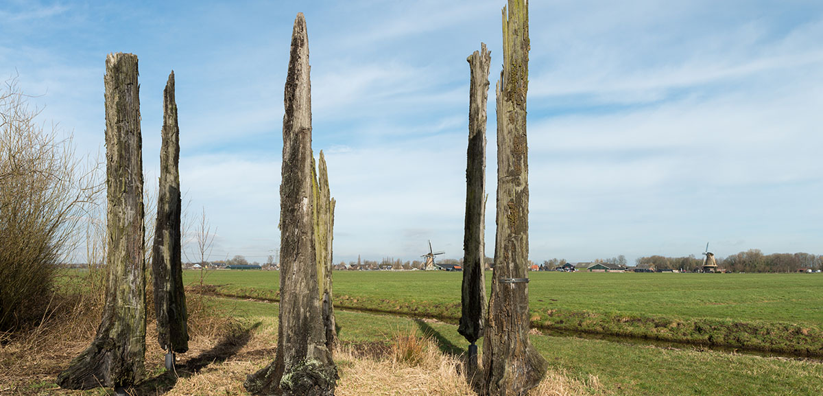 Veeneiken uit de polder Alblasserwaard