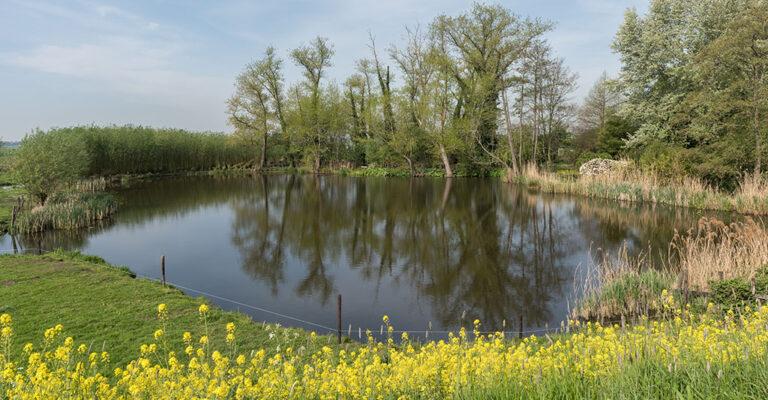 wielen in de alblasserwaard