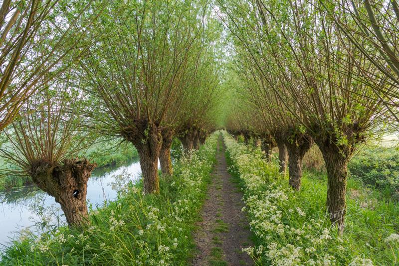 Wilgen op Lakerveldse molenkade