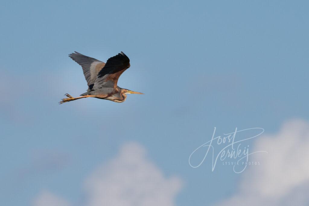 Purperreiger in de vlucht