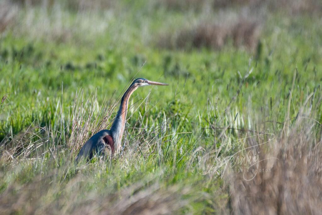 Purperreiger in graslanden Zouweboezem