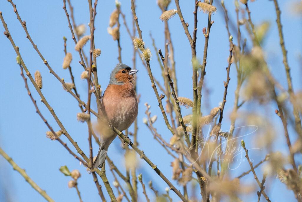 Vink in de Zouweboezem