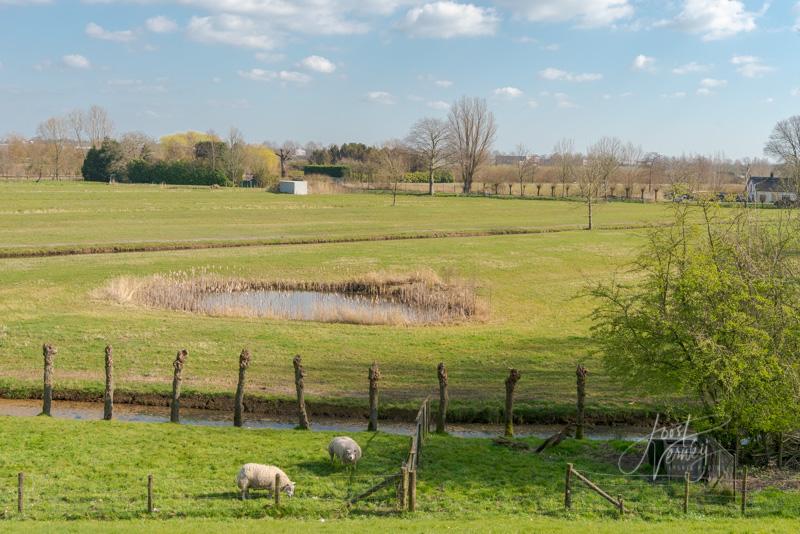 Graslanden bij Liesveld