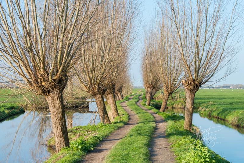 Tiendweg met wilgen