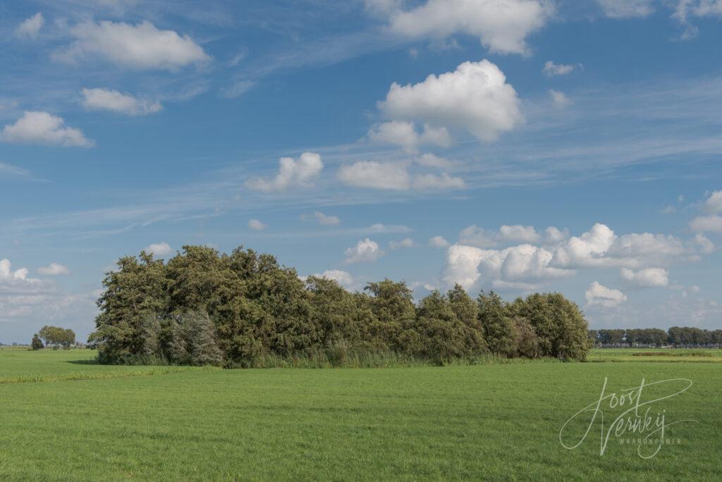 Groep bomen in polderlandschap