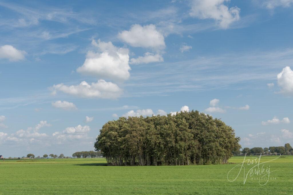 Groep bomen in polderlandschap